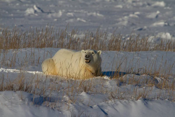 Vacker Isbjörn Liggandes Snö Mellan Arktiskt Gräs Nära Churchill Manitoba — Stockfoto
