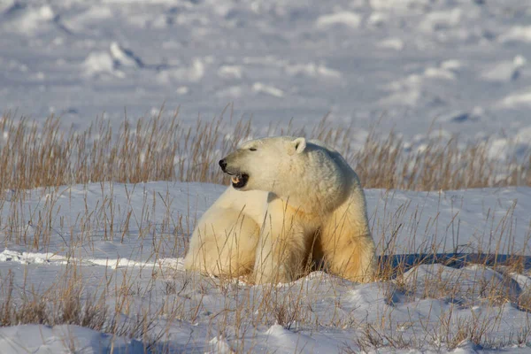 Vacker Isbjörn Som Sitter Ner Snö Mellan Arktiskt Gräs Nära — Stockfoto