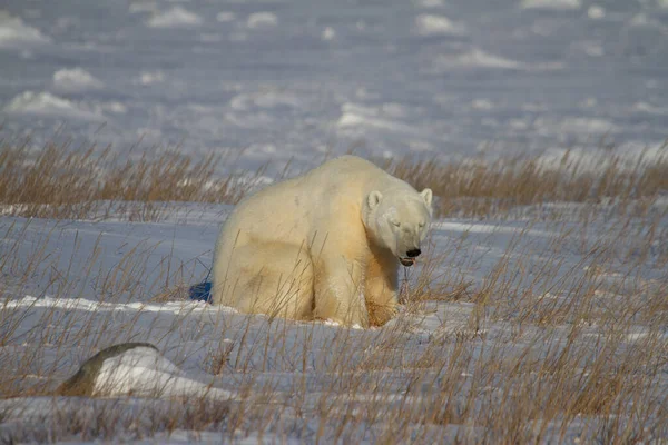 Güzel bir kutup ayısı, Churchill, Manitoba Kanada yakınlarındaki kutup otlarının arasında karda oturuyor.