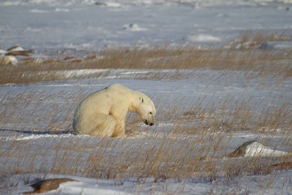 stock image A beautiful polar bear sitting down in snow between arctic grass, near Churchill, Manitoba Canada