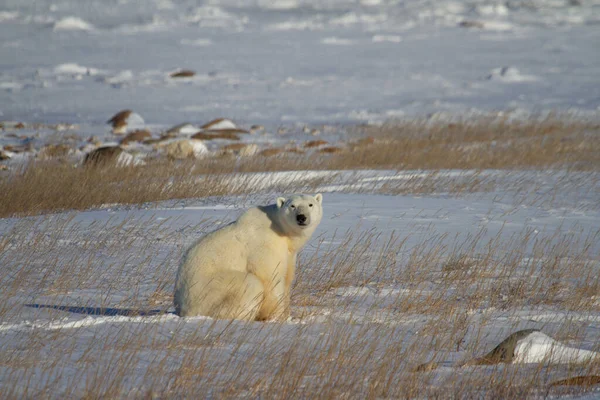 Güzel bir kutup ayısı, Churchill, Manitoba Kanada yakınlarındaki kutup otlarının arasında karda oturuyor.