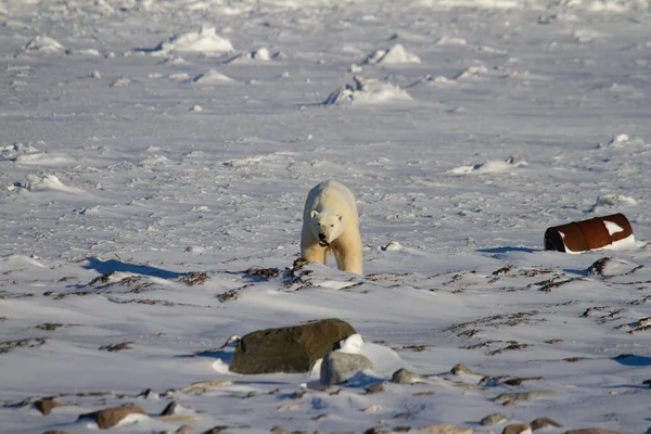 Niedźwiedź Polarny Jedzący Wodorosty Śnieżnej Jałowej Ziemi Słoneczny Dzień Niedaleko — Zdjęcie stockowe
