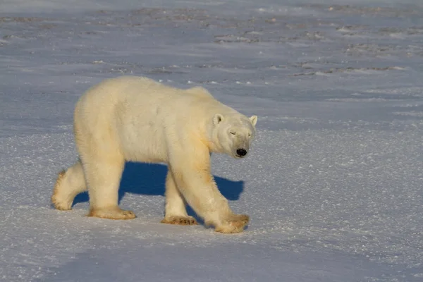 Güneşli bir günde, Churchill, Manitoba Kanada yakınlarında kar üzerinde yürüyen güzel bir kutup ayısı.