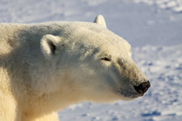 stock image Close-up of a polar bear walking on snow on a sunny day , near Churchill, Manitoba Canada