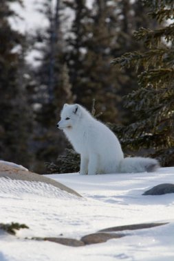 Kuzey Kutbu tilkisi veya Vulpes Lagopus Churchill, Manitoba, Kanada yakınlarındaki karda otururken bir sonraki ava hazır.