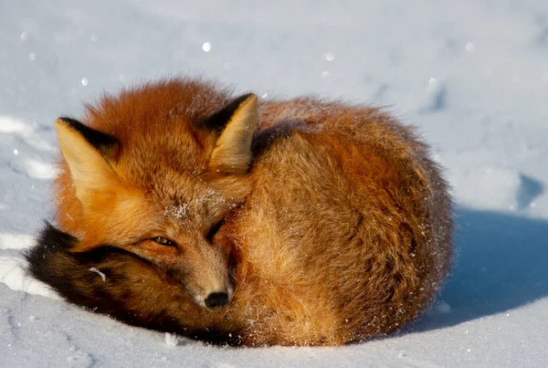 一只红狐狸蜷缩在加拿大马尼托巴省丘吉尔附近的雪堆里 — 图库照片
