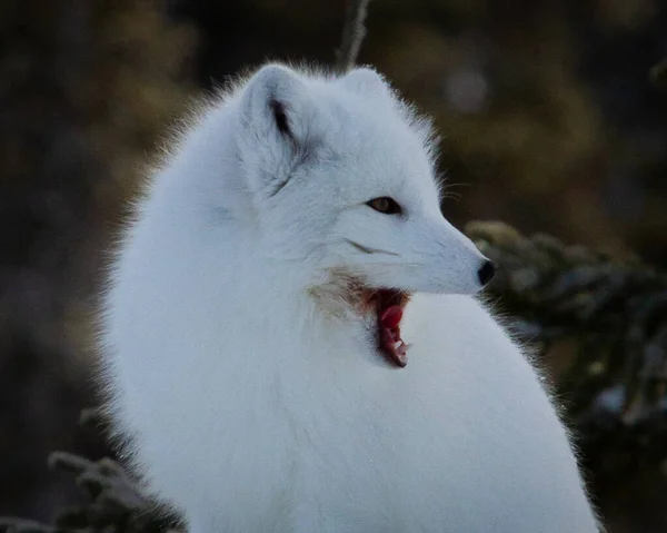 加拿大马尼托巴省丘吉尔市附近的北极狐或秃鹫拉古普斯正坐在那里打呵欠 — 图库照片