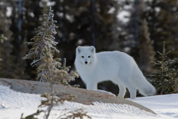 加拿大马尼托巴省丘吉尔市 北极狐狸或披着白色冬衣 头戴小树的秃鹰 — 图库照片