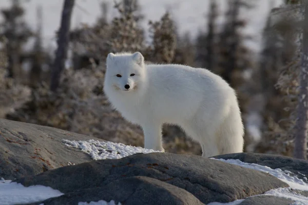 位于加拿大马尼托巴省丘吉尔市的北极狐狸或披着白色冬衣 背对着摄像机的秃鹰 — 图库照片