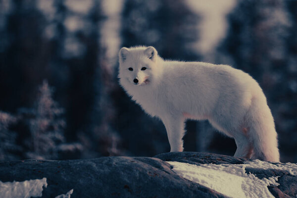 Arctic fox or Vulpes Lagopus in white winter coat with trees in the background looking at the camera, Churchill, Manitoba, Canada