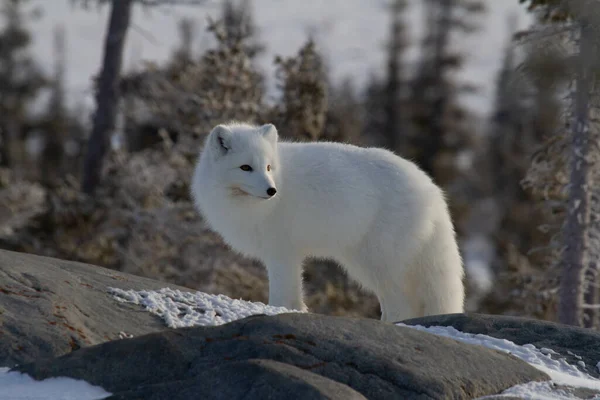 位于加拿大马尼托巴省邱吉尔市的北极狐狸或披着白色冬衣的秃鹰 背景为树木 侧面张望 — 图库照片