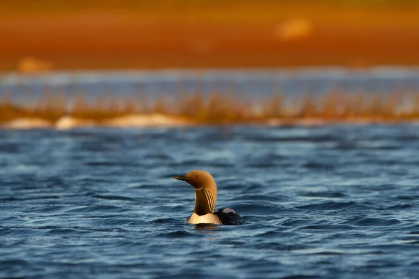 Yetişkin bir Pasifik dalgıcı veya Pasifik dalgıcı arktik bir gölde yüzerken arka planda söğütler, Arviat Nunavut