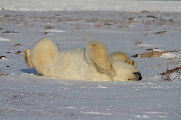 Karda yuvarlanan bir kutup ayısı. Bacakları havada, yerde kar, arka planda söğütler, Churchill yakınlarında, Manitoba Kanada.