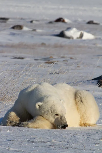 Bir kutup ayısı ya da Ursus maritumus pençelerini uzatıp uzanmış ve Churchill, Manitoba Kanada yakınlarında şekerleme yapıyor.