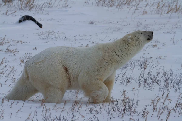 Kutup ayısı Ursus Maritimus, Hudson Körfezi, Churchill, Manitoba Kanada yakınlarındaki düşük ışıkta karda yürürken boynunu uzatıyor.