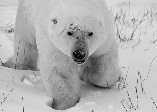 Bir kutup ayısının ya da ursus maritumus 'un, Churchill yakınlarında, Manitoba Kanada' da, arka planda kar bulunan siyah beyaz hali.