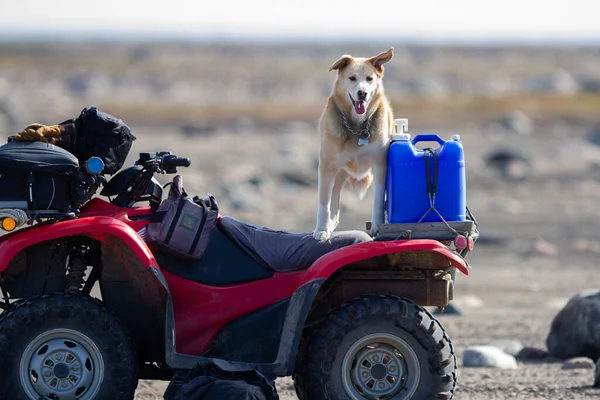 Sarı bir Labrador köpeği dört bir yana yayılmış bir araçta, dörtlüde ya da ATV 'de ata binmeye hazır bekliyor.