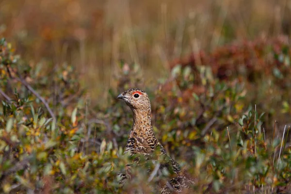 Bir söğüt rengi ptarmigan, Lagopus lagopus, yazın Arviat, Nunavut yakınlarındaki Kanada Kuzey Kutbu 'ndaki tundra söğütleri arasında yiyecek arar.