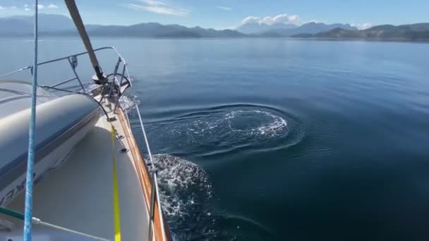 人形がポーズをとって Phocenoides Dalli ブリティッシュコロンビア州ノダレスチャンネルの帆船の弓の前で泳ぐ — ストック動画