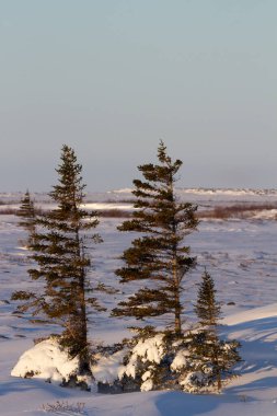 Birkaç yalnız beyaz ladin ağacı, Picea glauca, Tundra 'da kar üzerinde duruyor, rüzgarın estiği yüzdeki iğneler ve dallarla, Churchill, Manitoba, Kanada yakınlarında.