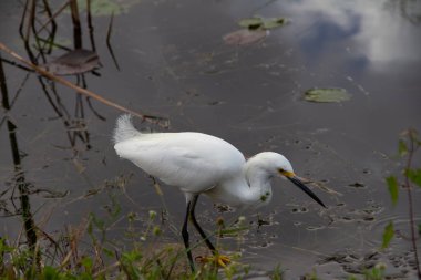 Snowy egret wading in water, found in Everglades, Florida