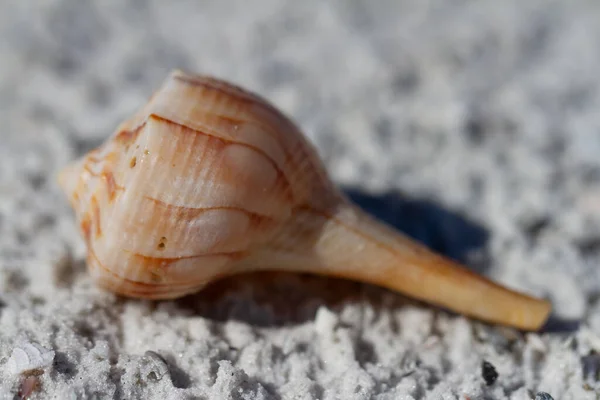 Şimşek kabuğu, Sinistrofulgur sapığı, Napoli, Florida, ABD yakınlarındaki bir plajda bulundu.