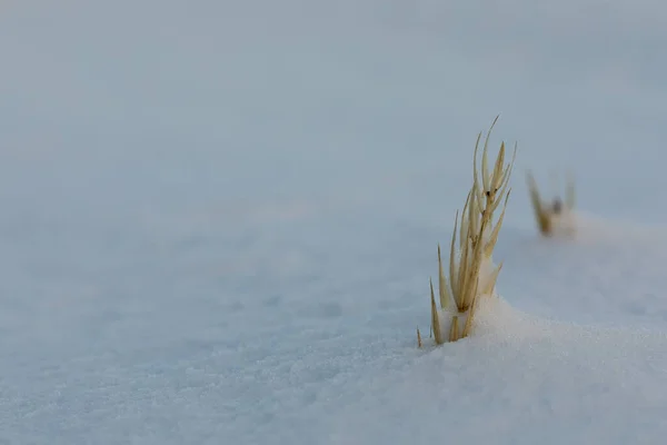Close Sea Lyme Grass Leymus Arenarius Covered Snow Scene Arviat — Stock Photo, Image