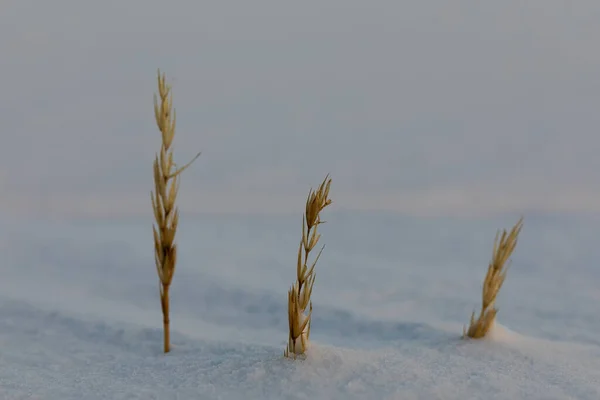 Leymus arenarius, Arviat, Nunavut, Kanada yakınlarındaki bir kar sahnesiyle kaplıydı.