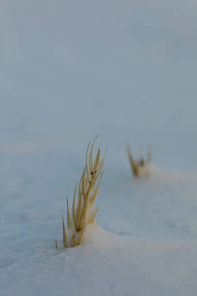 Leymus arenarius, Arviat, Nunavut, Kanada yakınlarındaki bir kar sahnesiyle kaplıydı.