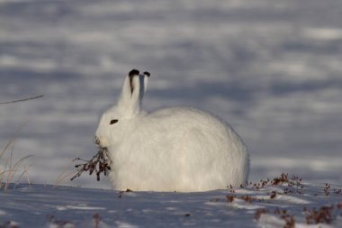 Arviat, Nunavut, Kanada yakınlarında, arka planda kar bulunan bir söğüt dalını çiğneyen kış kürklü tavşan veya Lepus arcticus.