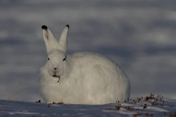 Arviat, Nunavut, Kanada yakınlarında, arka planda kar bulunan bir söğüt dalını çiğneyen kış kürklü tavşan veya Lepus arcticus.