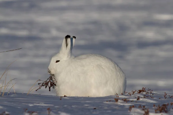 Arviat, Nunavut, Kanada yakınlarında, arka planda kar bulunan bir söğüt dalını çiğneyen kış kürklü tavşan veya Lepus arcticus.
