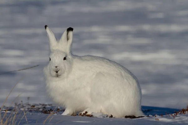 Arviat, Nunavut, Kanada yakınlarında kış kürklü tavşan veya Lepus arcticus arka planda karla yan yana bakıyor
