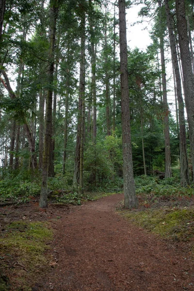 Yağmur ormanlarındaki ormanda yürüyüş izleri, Satürna Adası, Körfez Adası, Vancouver Adası, Britanya Kolumbiyası
