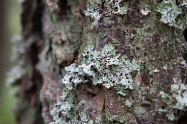 Canlı bir ağacın gövdesinde yetişen yeşil ve beyaz liken Satürna Adası, Vancouver Adası, Britanya Kolumbiyası, Kanada