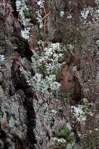 Grüne Und Weiße Flechten Wachsen Stamm Eines Lebenden Baumes Entlang — Stockfoto