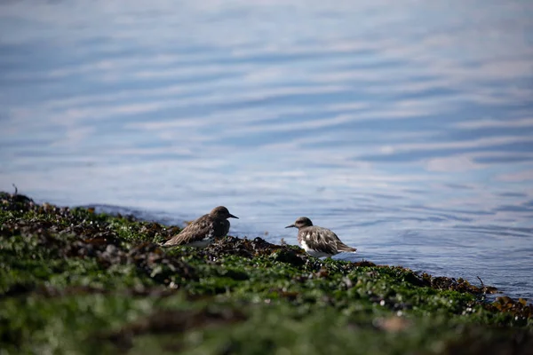 Pobřežní Ptáci Kráčející Podél Okraje Pláže Pokryté Mořskými Řasami Britská — Stock fotografie