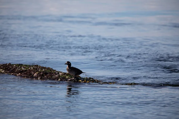 Duck Walking Edge Beach Covered Seaweed British Columbia — Stock Photo, Image