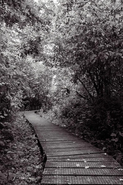 Sentiero Boardwalk Legno Nel Bosco Nella Foresta Pluviale Gulf Island — Foto Stock