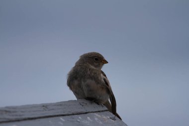 Genç, tüylü Lapland Longspur bulutlu bir günde tahta bir platformda oturuyor, Arviat, Nunavut, Kanada