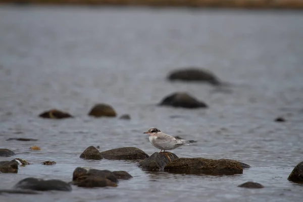 Juvenile Arctic Tern Sterna Paradisaea Κάθεται Ένα Βράχο Που Περιβάλλεται — Φωτογραφία Αρχείου