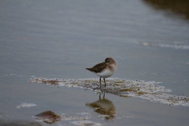 Yarı palmiye çulluğu, Calidris pusilla, Arviat, Nunavut, Kanada yakınlarındaki kutup kıyılarında yürüyor.