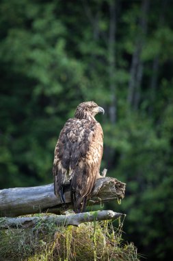 Genç kel kartal arka planında ağaçlar olan bir kütüğe tünemiş, Khutze Nehri, Khutze Körfezi, British Columbia, Kanada