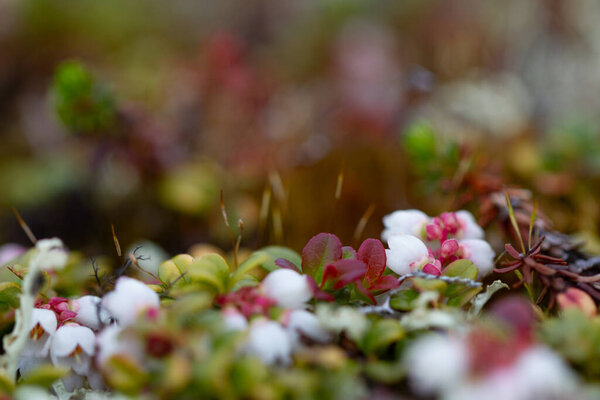 Flower of a lingonberry or cranberry growing on cryptogamic mat in the arctic tundra.. It is a low evergreen shrub with creeping horizontal roots with three 3 to eight 8 inches upright branches