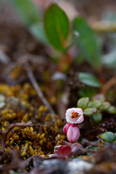 Flower of a lingonberry or cranberry growing on cryptogamic mat in the arctic tundra.. It is a low evergreen shrub with creeping horizontal roots with three 3 to eight 8 inches upright branches