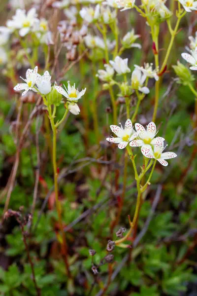 Dikenli saksafon, ya da Saxifraga triküpidata, kırmızı ve sarımsı turuncu benekli uzun ömürlü bir kır çiçeği. Arviat, Nunavut, Kanada yakınlarında bulundu.