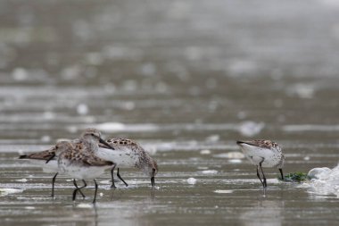 Western sandpipers, Calidris mauri, wading along a deserted shoreline searching for food, near McMicking Inlet, Central British Columbia, Canada clipart