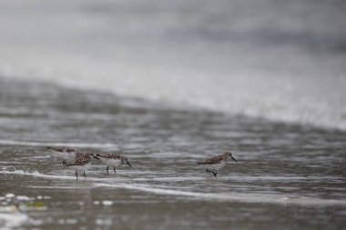 Batı çullukları, Calidris Mauri, ıssız bir kıyı şeridi boyunca yürüyüp yiyecek arıyorlar, McMicking körfezi yakınlarında, Orta Britanya Kolumbiyası, Kanada
