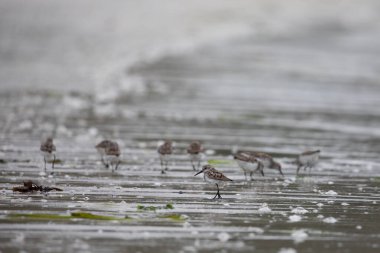 Western sandpipers, Calidris mauri, wading along a deserted shoreline searching for food, near McMicking Inlet, Central British Columbia, Canada clipart