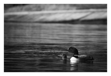 Common loon and a young chick swimming in a small bay with a rock outcropping in the background, Muskoka Lake, Ontario, Canada clipart